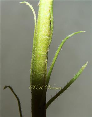  Peduncle bearing bracts
